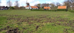 Wilde zwijnen richten flinke schade aan 